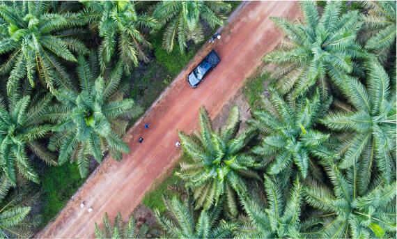 Bumitama Celebrates The Month of Planting Trees with The Bulian Initiative